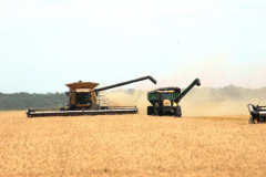 Wheat Harvest