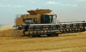 wheat-2