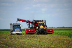 Beet Harvest